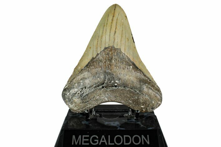 Fossil Megalodon Tooth - North Carolina #354431
